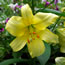 Lilium Early Yellow